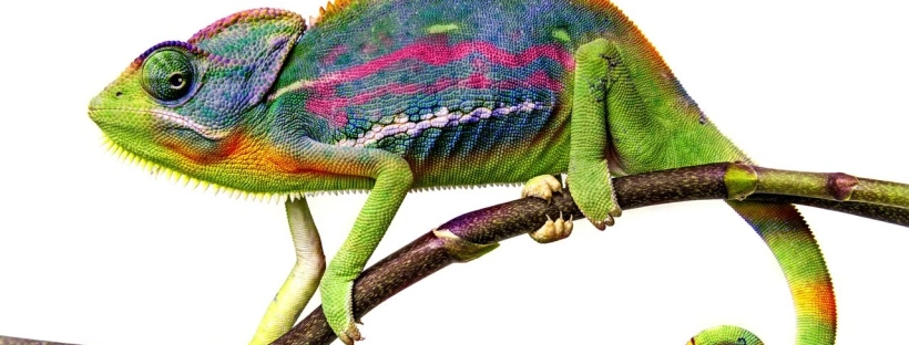 como cuidar un camaleon