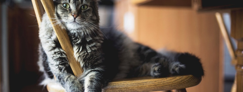 evitar gato arañe los muebles