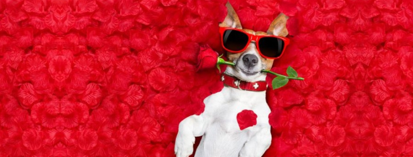 mejores memes de animales en san valentin