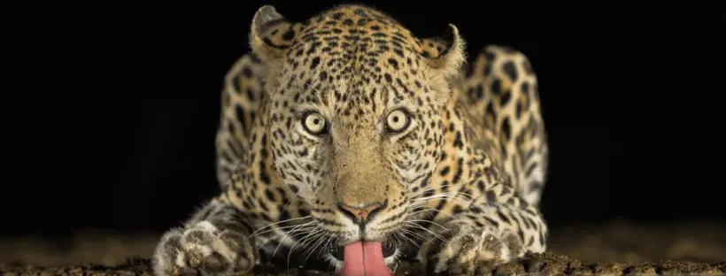 lepardo Sony World Photografhy Adwards